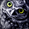 owl