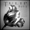 tulip